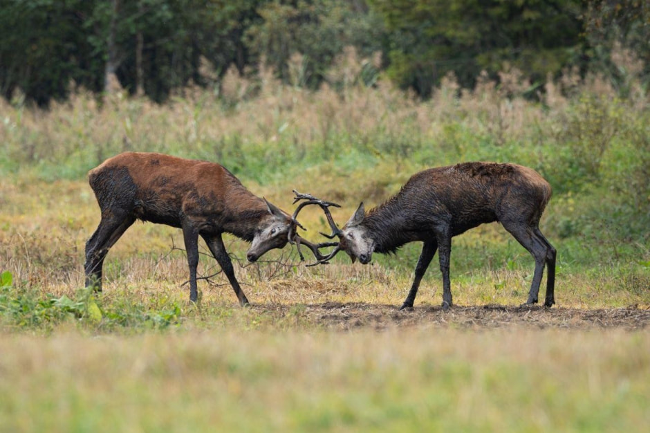 17-Самцы оленей во время гона.jpg