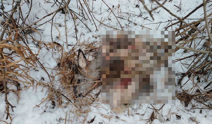 охота на косулю под Быховом