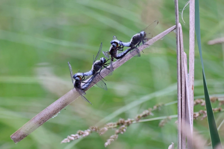 Стрекозы в Беларуси 15.jpg