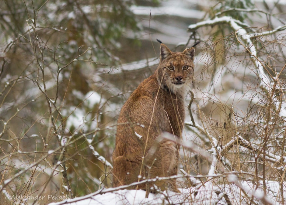 Хата на болоте 25.jpg