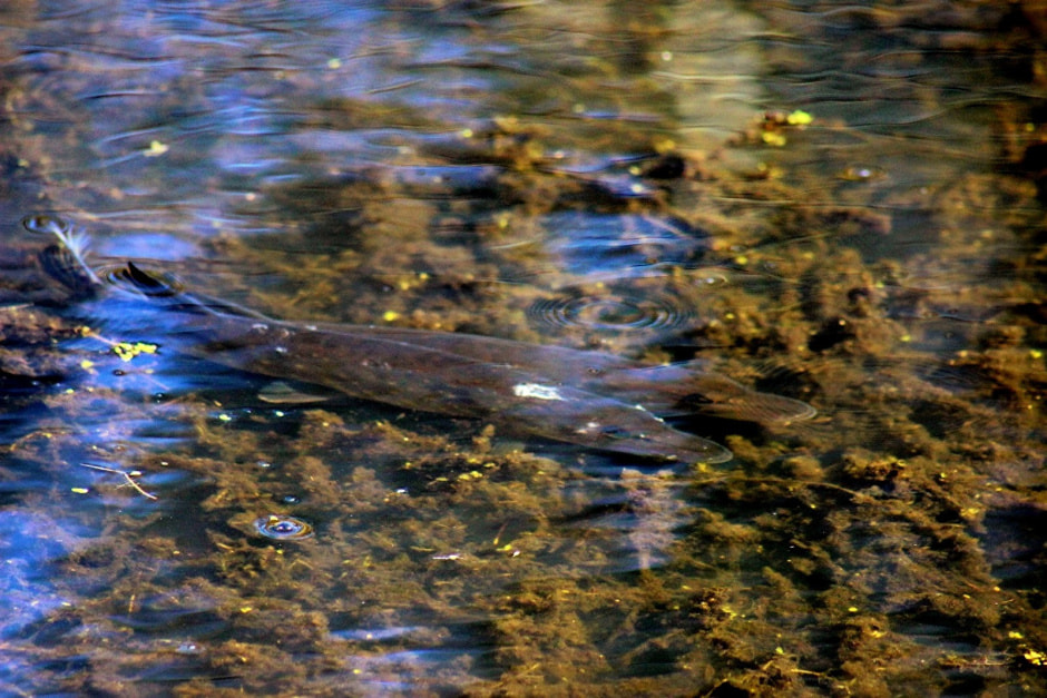 Заказник Выгонощанское 11.jpg