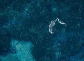 В Греции бьют тревогу: редкие животные вынуждены прятаться из-за наплыва туристов