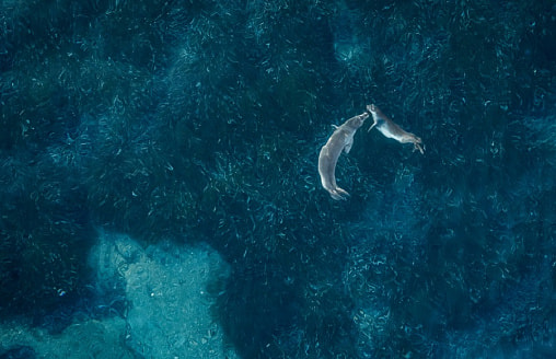 В Греции бьют тревогу: редкие животные вынуждены прятаться из-за наплыва туристов