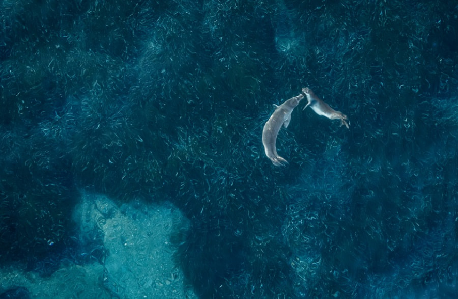 тюлени0.jpg