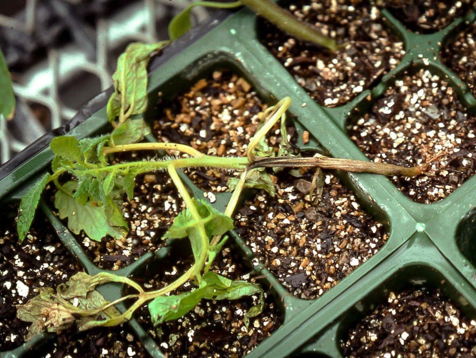 Черная ножка рассады 1.jpg