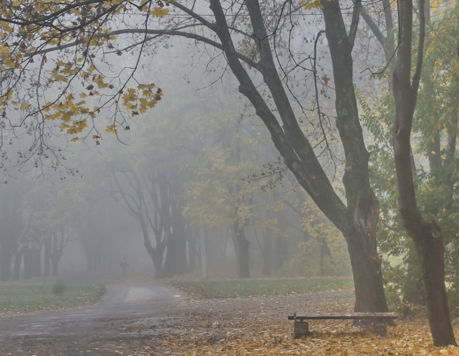 туман осень.jpg туман осень.jpg