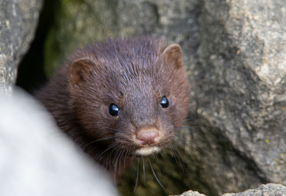 Американская норка