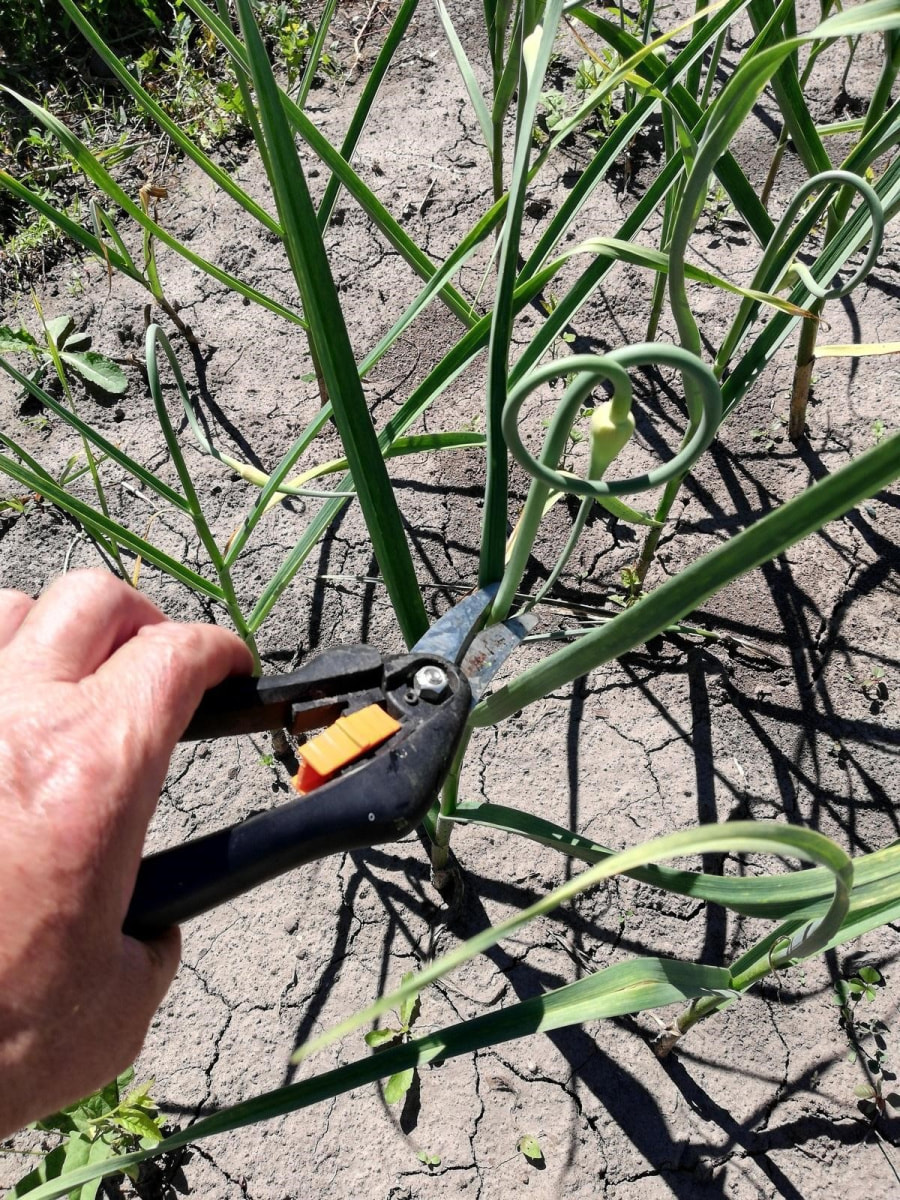 Как удалять чесночные стрелки 4.jpg