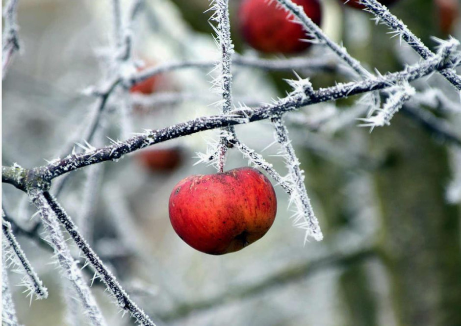 яблони зимой
