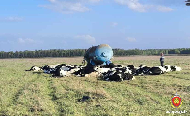 погибшие коровы.jpg