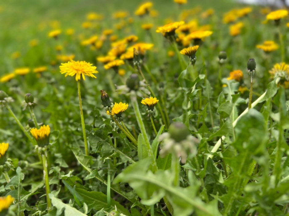 Дикоросы 4_Одуванчик.jpg Дикоросы 4_Одуванчик.jpg