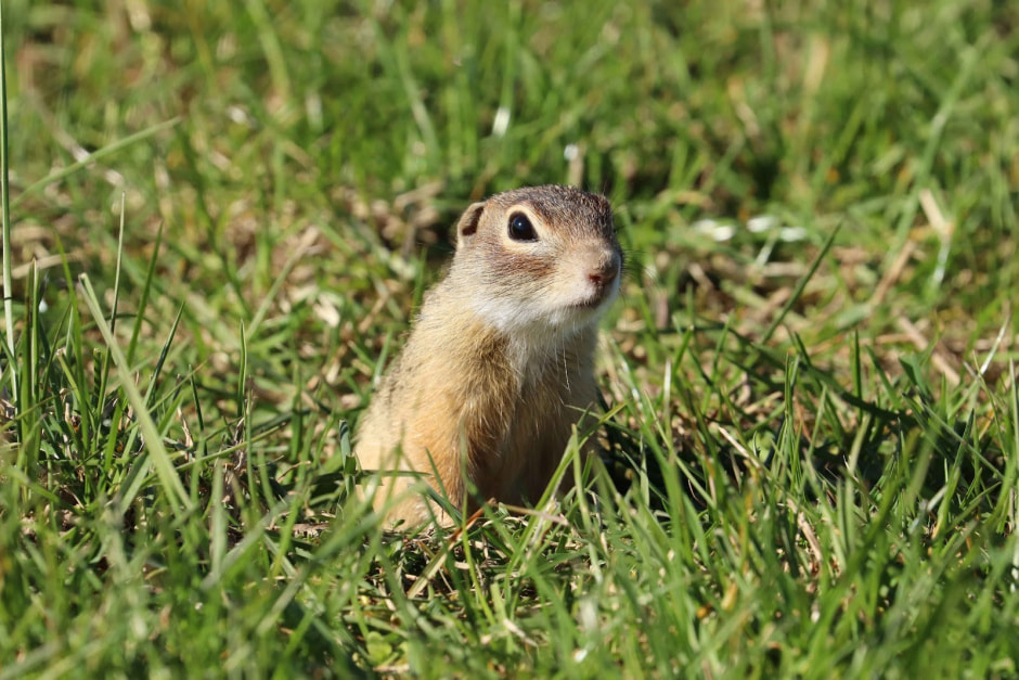 Белорусские суслики в депрессии 12.jpg