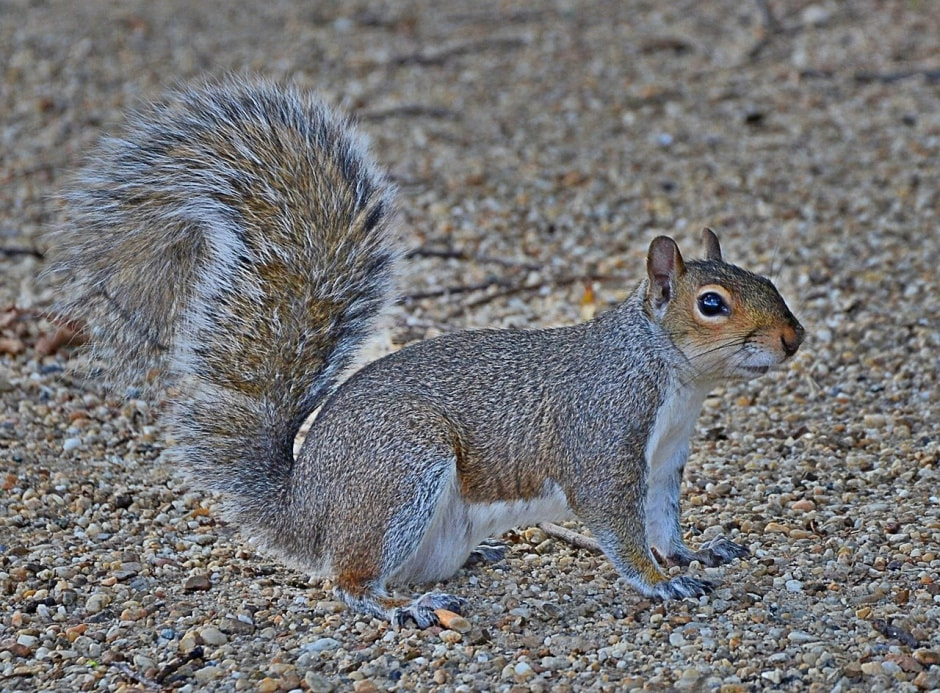 Инвазивные виды в Беларуси 9.jpg