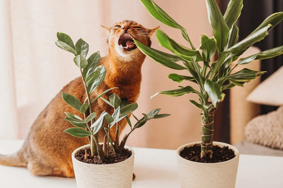 кот с растением