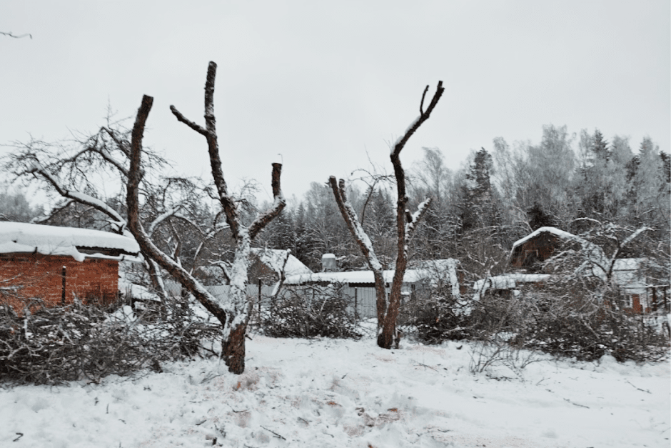 Зимняя обрезка деревьев с арбористом 4.png