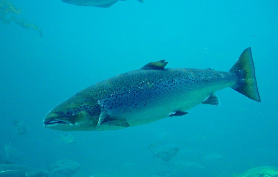 Ихтиофауна Беларуси 4_Лосось атлантический.jpg