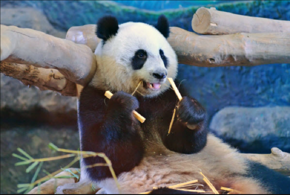 зоопарк Таиланд зоопарк Таиланд