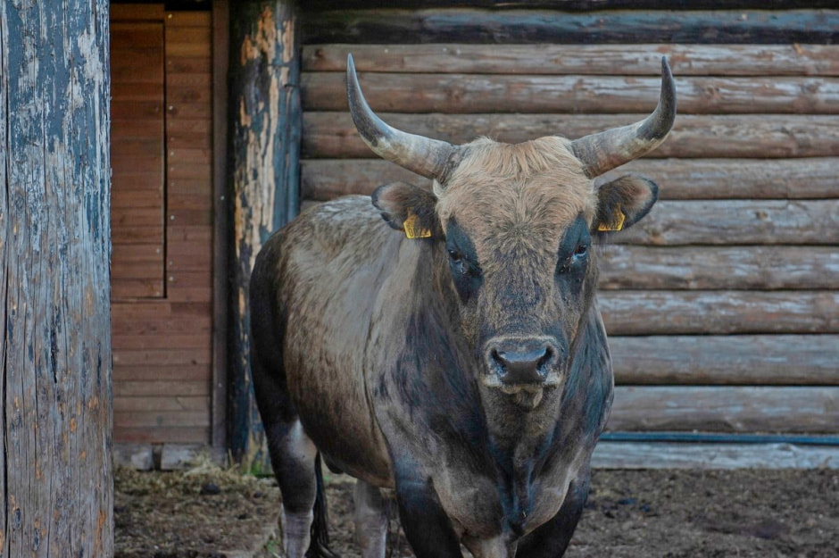 Быки Хека 8.jpg