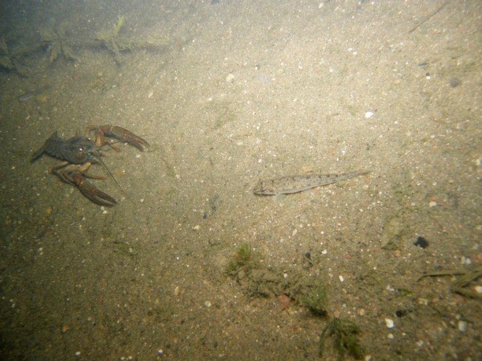 Белорусский дайвер и подводный фотограф 11.jpg