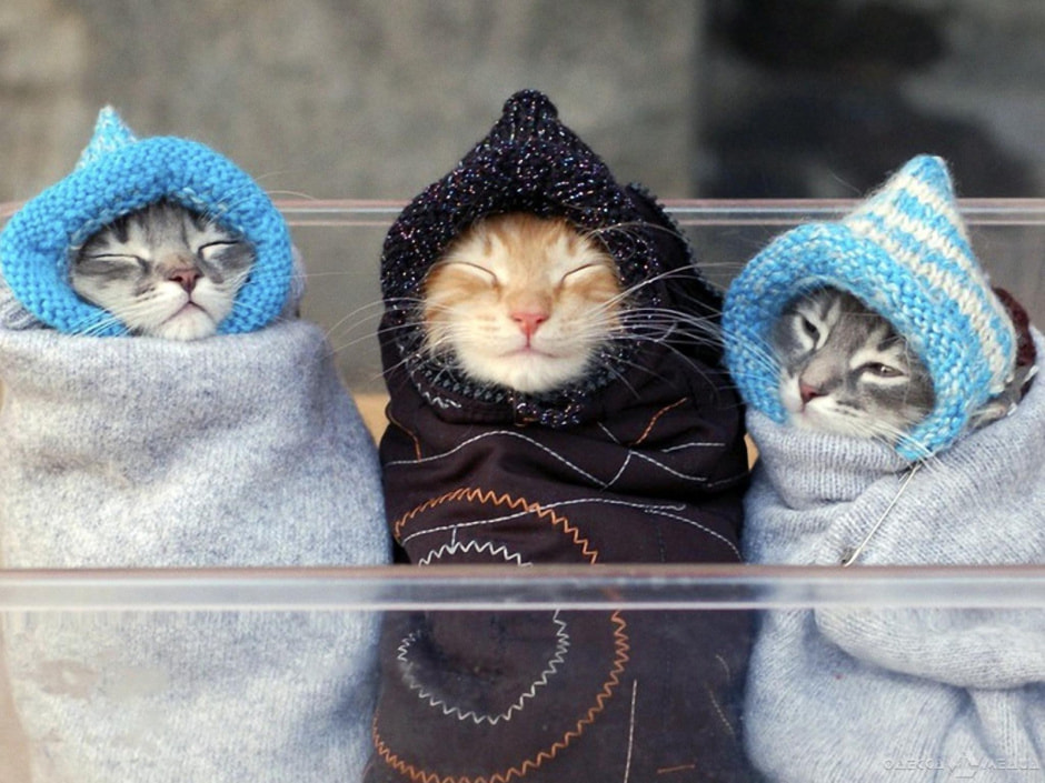 Укутанные котики.jpg
