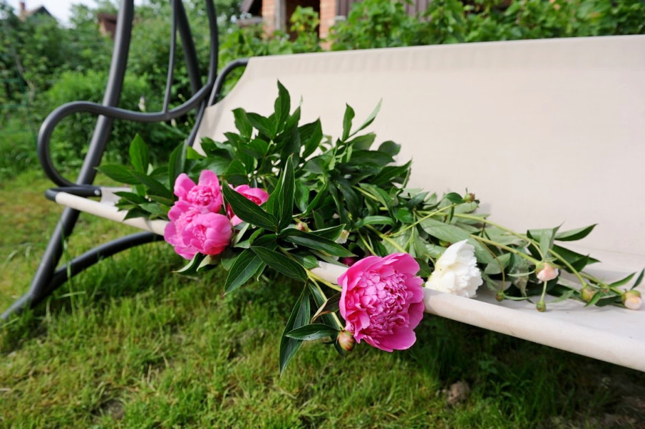 Продаем пионы на Комаровке 2.jpg