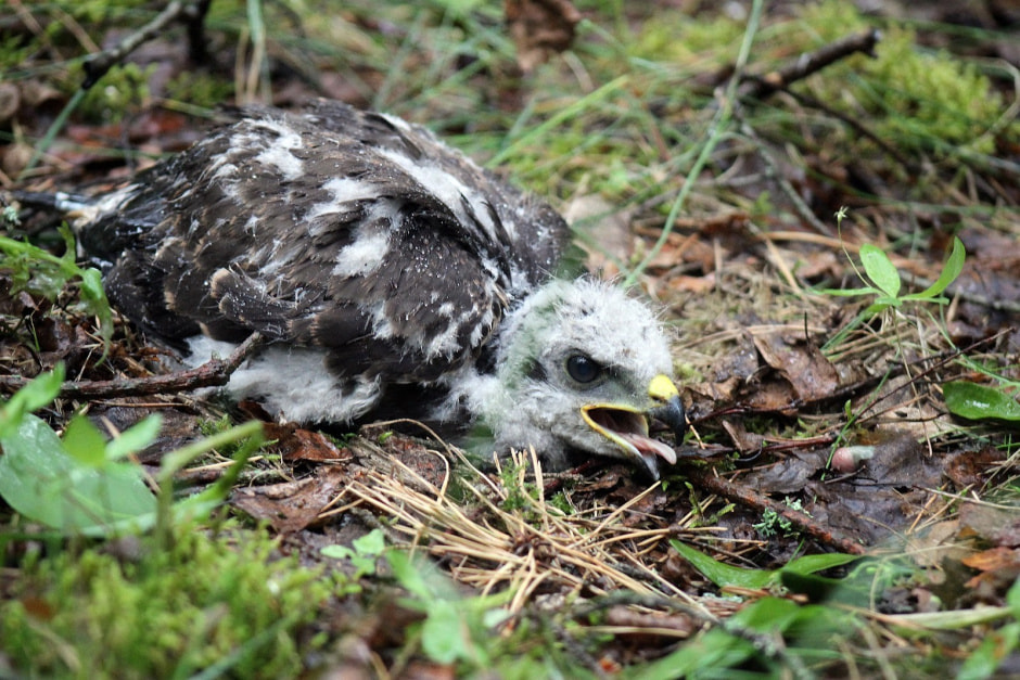 Заказник Выгонощанское 18.jpg