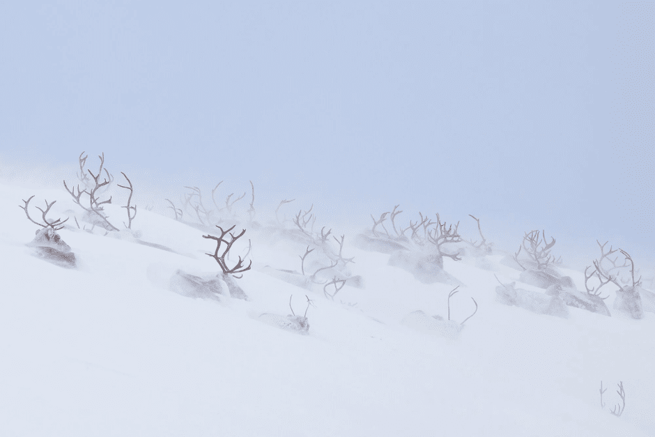 Олени Сапми, Северная Швеция, фото Ханнеке Ван Камп