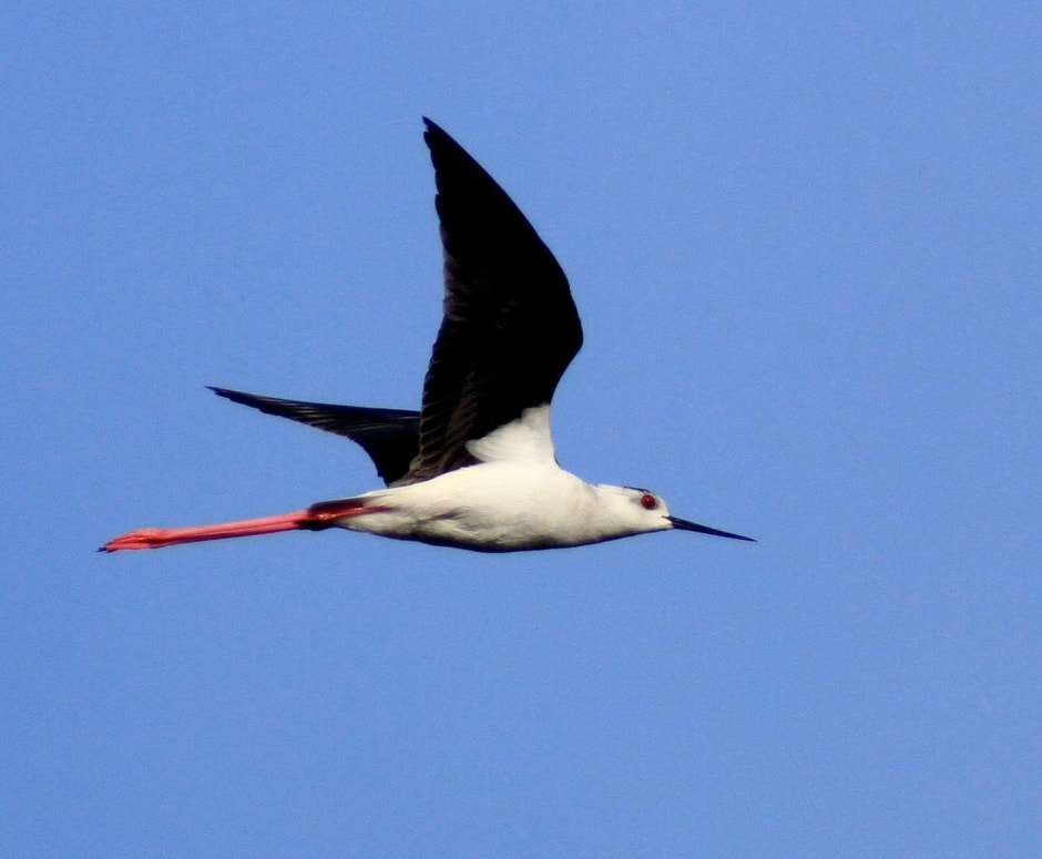 4-Ходулочник в полете.jpg