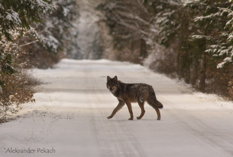 Хата на болоте 8.jpg