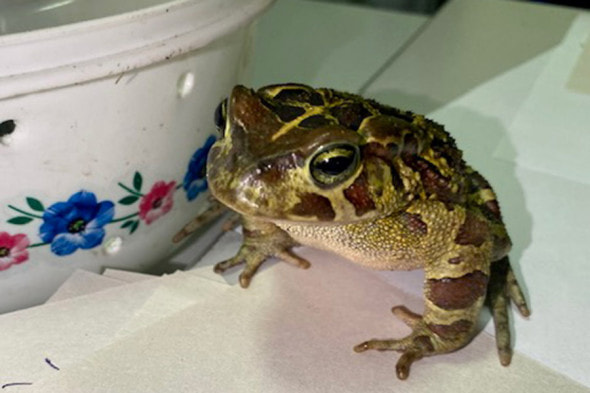 Экзотические животные 1.jpg