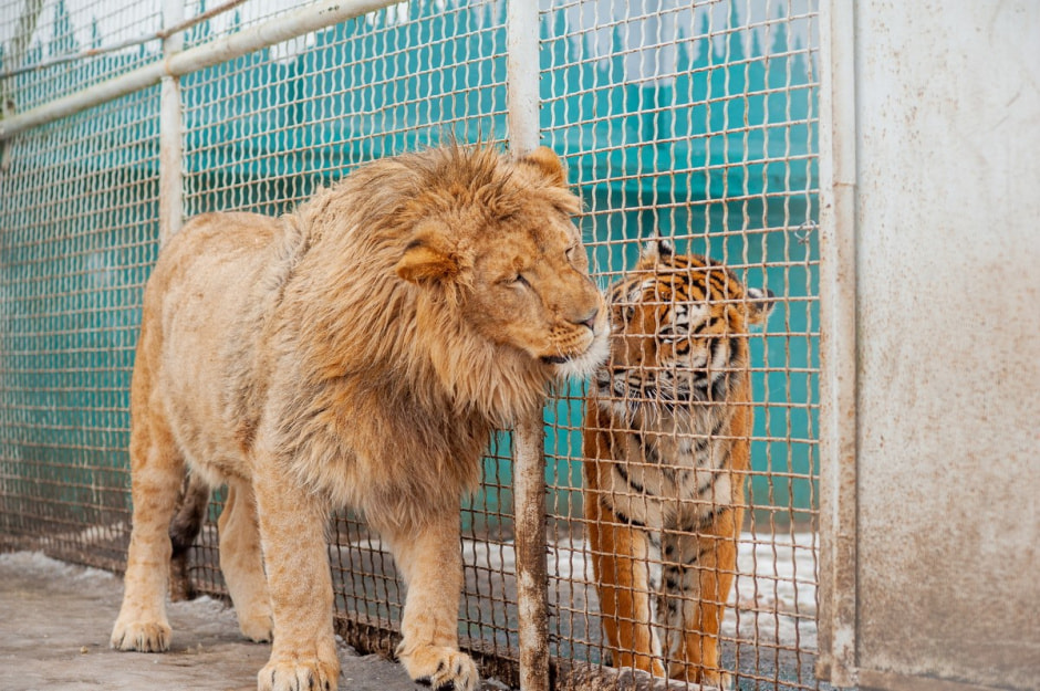 Юрий Карпилович и его зоопарк в Подгае 4.jpg