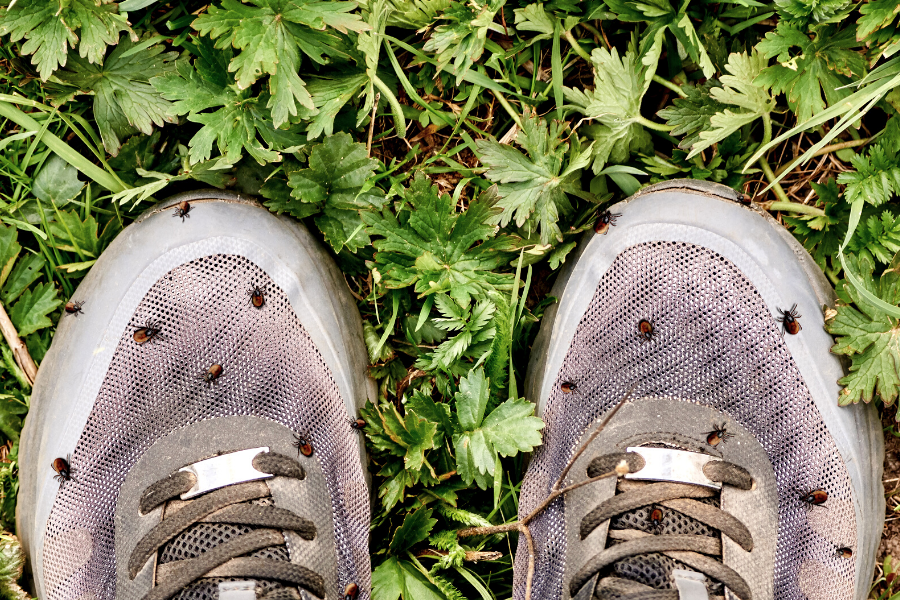 Клещи на обуви.png