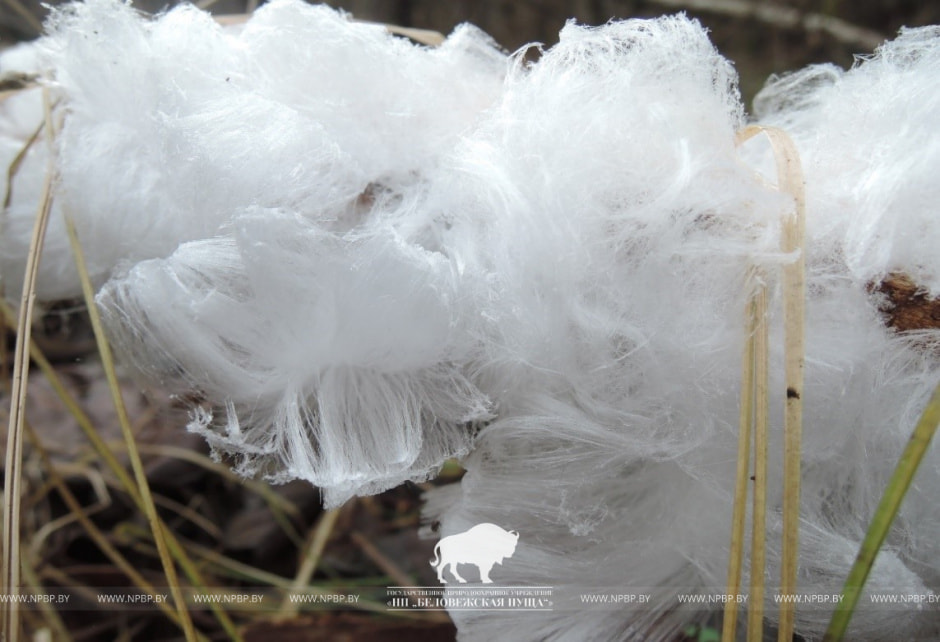 Ледяные волосы.jpg