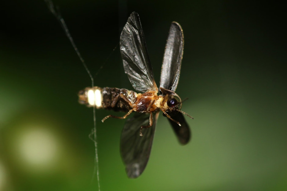 Светлячки в Беларуси