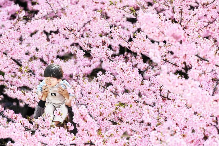 Сакура в Японии 5.jpg