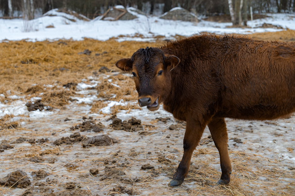 Фермер хутор Ёдишки 9.png