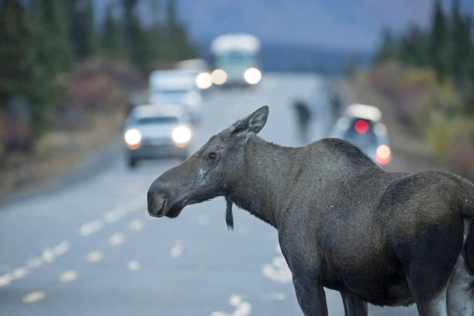 Экодуки и тоннели для животных 11.jpg