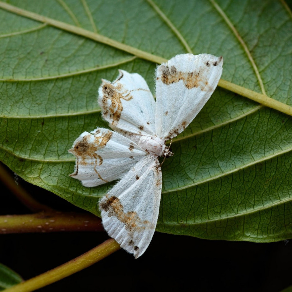 Белорусские бабочки 6.jpg