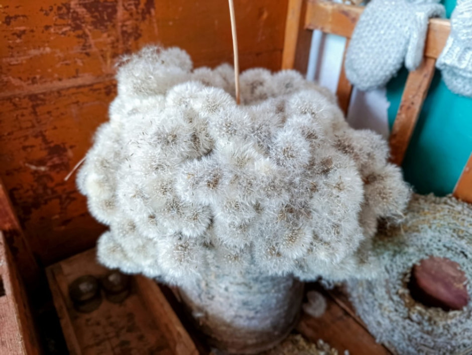 Клоунариум в деревне Зябки 26.jpg