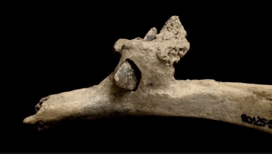 кость с наконечником стрелы