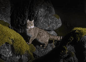 В Чехии впервые запечатлели европейскую лесную кошку – 70 лет её считали вымершей