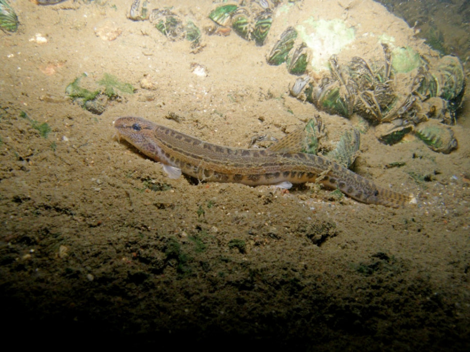 Белорусский дайвер и подводный фотограф 13.jpg