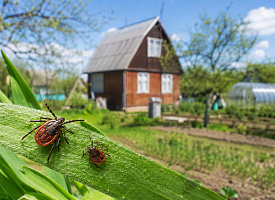 Как белорусам защитить дачу от клещей? Энтомолог назвала средство, которое действует до 45 дней