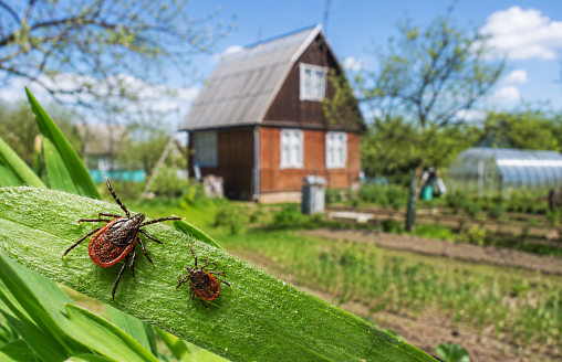 Как белорусам защитить дачу от клещей? Энтомолог назвала средство, которое действует до 45 дней