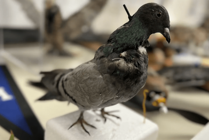 В США создают 