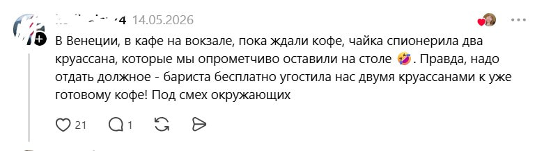 Венеция, чайка украла круасаны
