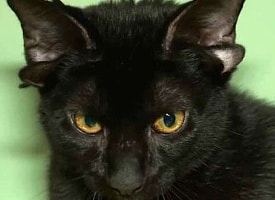 Котенок с четырьмя ушами покоряет интернет. Но как у животного могут появиться лишние уши?