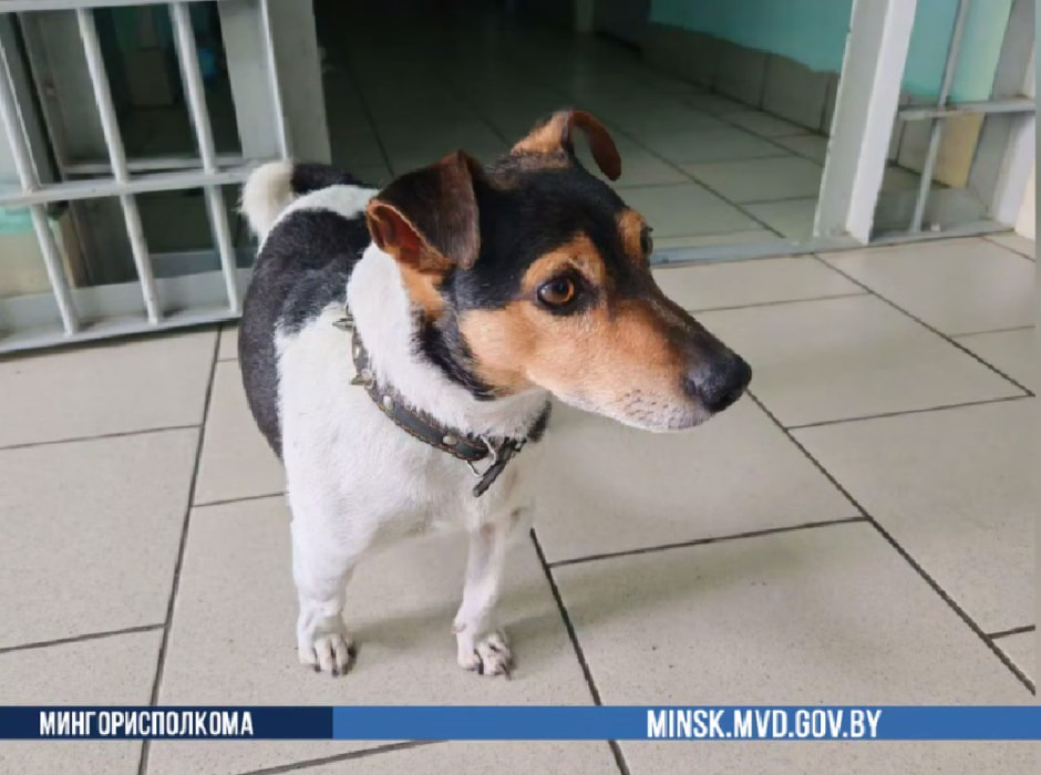 Потерявшийся щенок Потерявшийся щенок.jpg