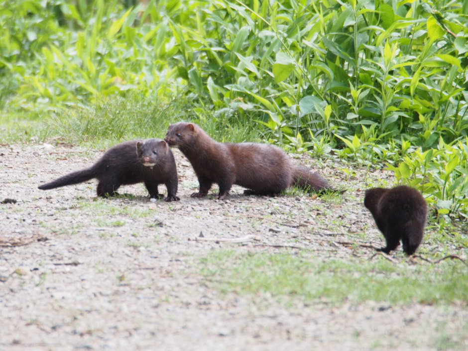 Американская норка