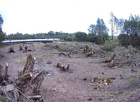 Белорус заплатил почти 13 тысяч рублей штрафа, после того как облагородил территорию возле своего дома